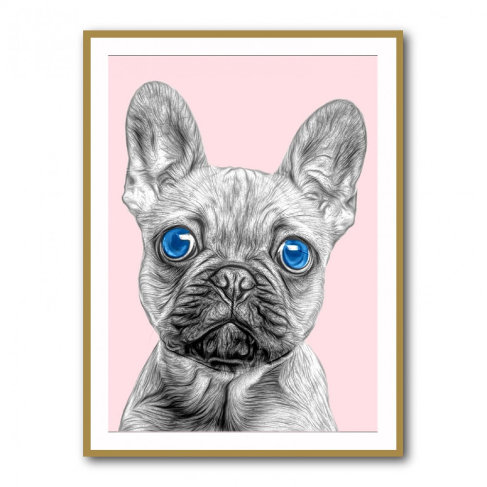 Blue eyed best sale blue french bulldog